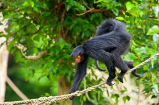  Punta Laguna Spider Monkey Reserve